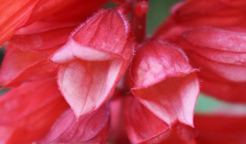 Close-up of pink rose