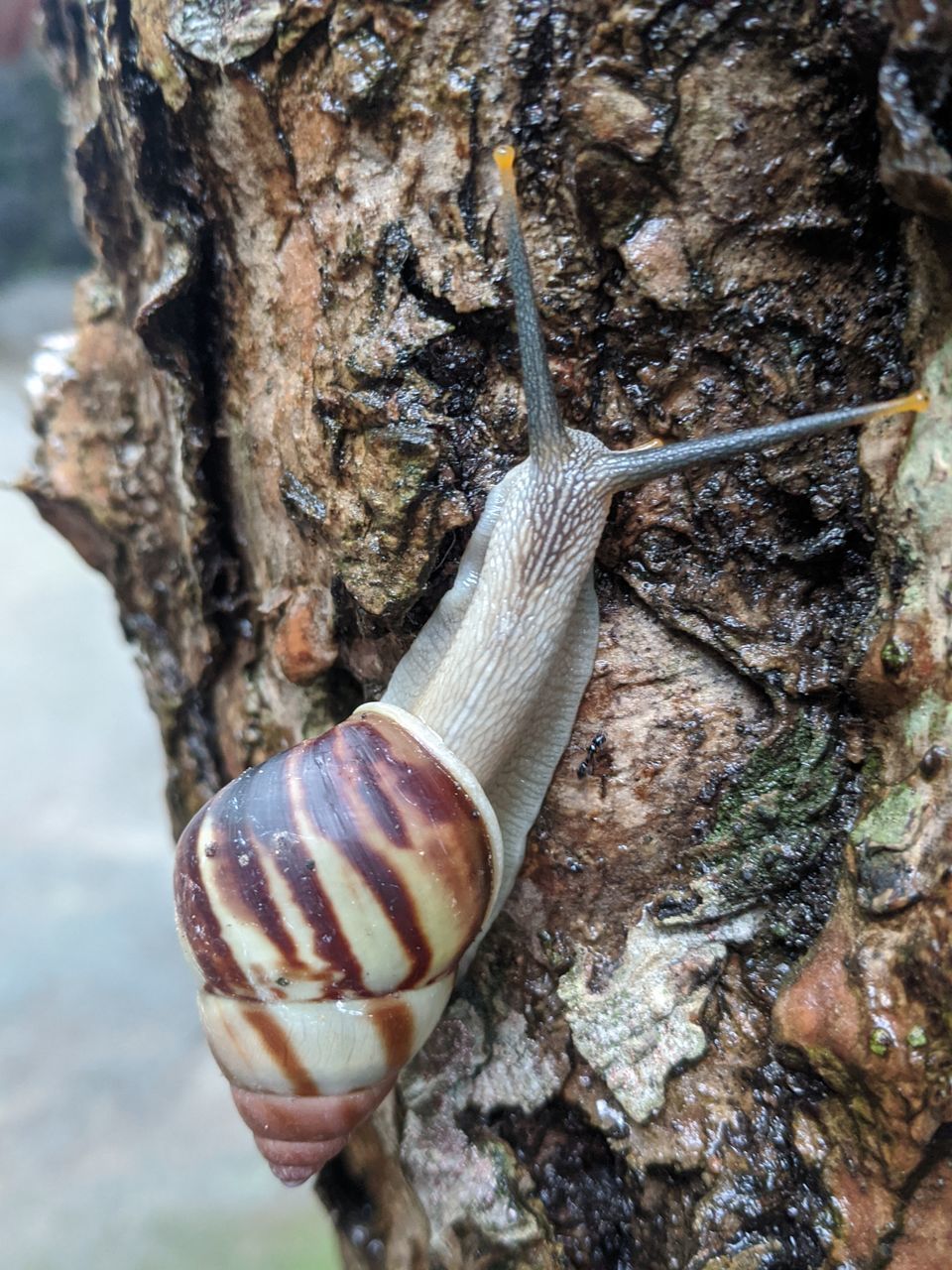 CLOSE-UP OF SNAILS ON TREE TRUNK