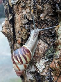 Close-up of snail on tree trunk