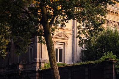 Tree in front of historic building