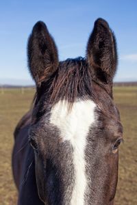 Close-up of a horse on field