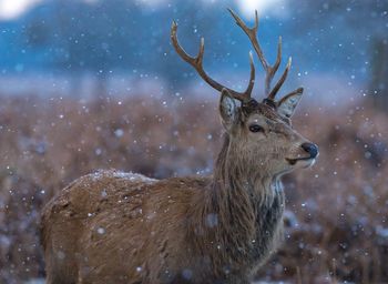 Close-up of deer on snow