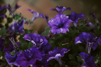 Close-up of purple flowers blooming outdoors