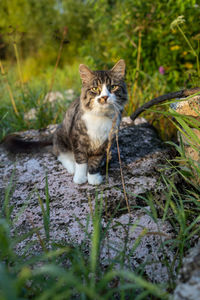 Portrait of cat sitting in grass