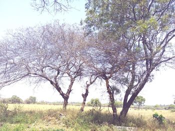 Trees on field against clear sky