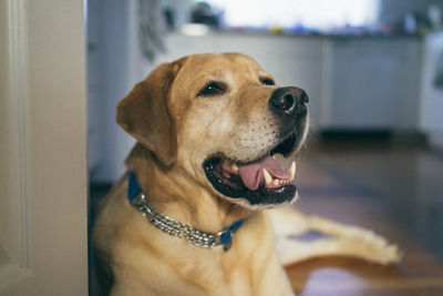 Close-up portrait of dog