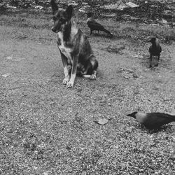 Dogs standing on field