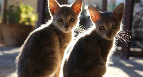 Portrait of cats