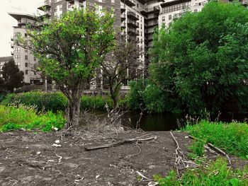 Trees in lawn