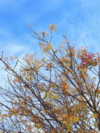 Low angle view of tree against blue sky