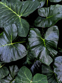 Full frame shot of wet leaves