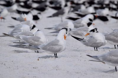 Flock of birds on snow