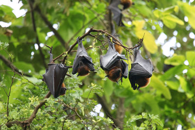 Flying foxes lying with their heads up in a tree during the day