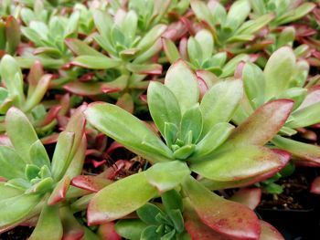 Full frame shot of succulent plant