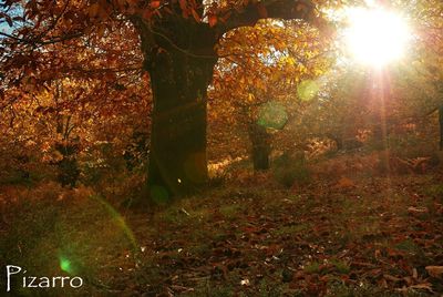 Trees in forest during autumn