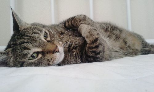 Close-up portrait of cat