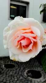 Close-up of rose blooming outdoors