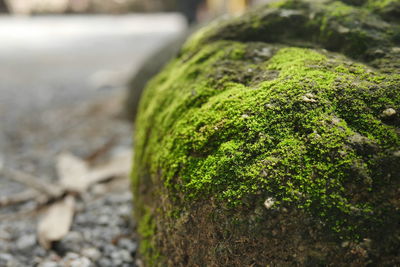 Close-up of moss growing on rock