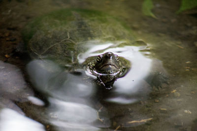 Portrait of japanese pond turtle swimming in water