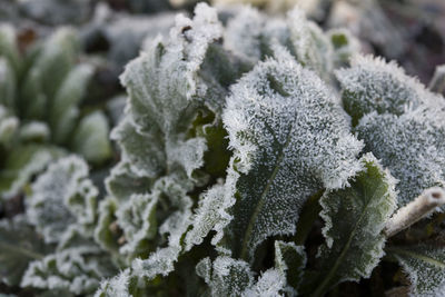 Close-up of frozen leaves