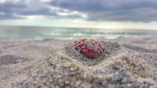 Close-up of lizard on beach against sky