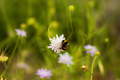 Close-up of bee pollinating on flower