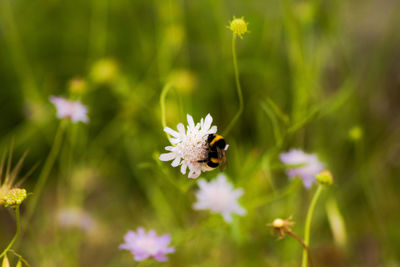 Bee on flower meadow