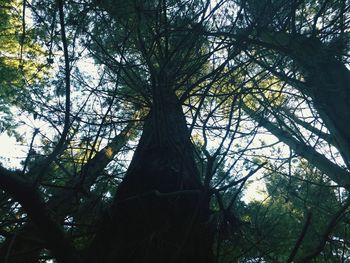 Low angle view of trees in forest against sky