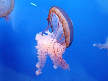 Close-up of jellyfish swimming in sea