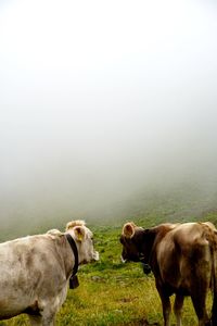 Cows in a field