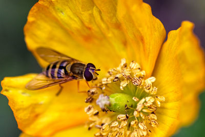 Close-up of insect on yellow flower