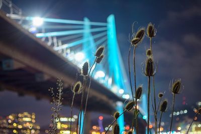 Low angle view of illuminated ferris wheel at night