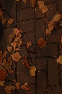 Close-up of maple tree during autumn