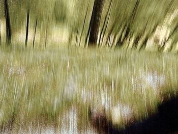 Full frame shot of grass on land