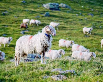 Sheep grazing on field