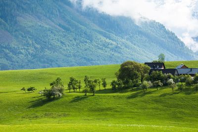 Scenic view of field against sky