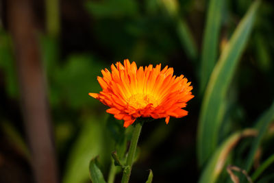 Close-up of orange flower