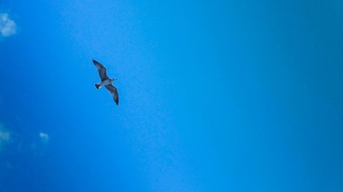 Low angle view of birds flying against blue sky