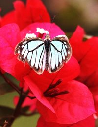 Close-up of red flowers