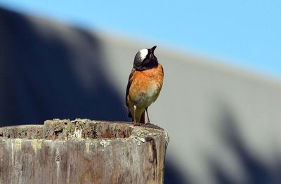 Close-up of bird perching outdoors