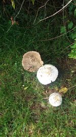 Close-up of mushrooms on field