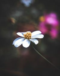 Close-up of white daisy flowers