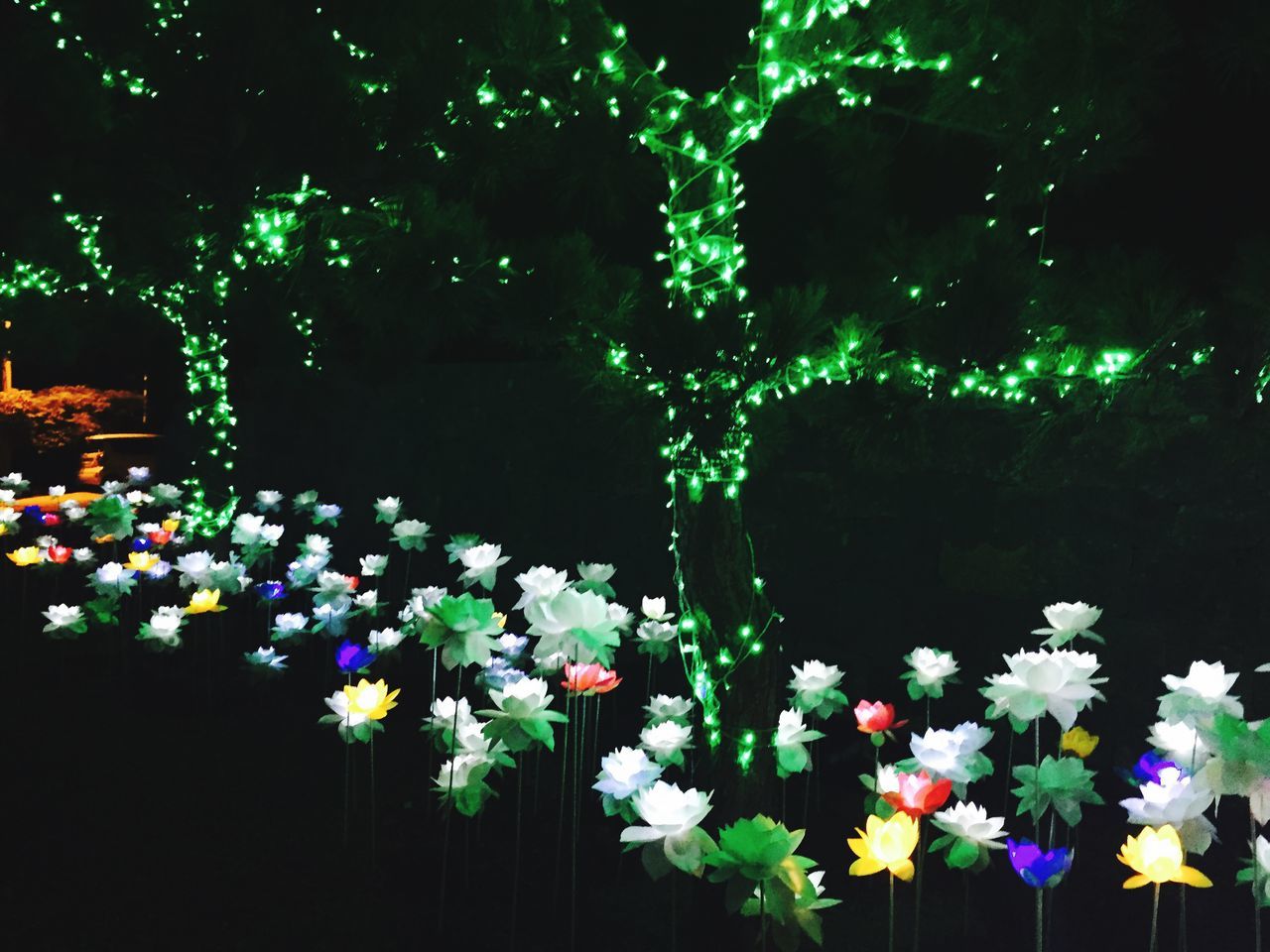 night, illuminated, flower, lighting equipment, decoration, growth, celebration, fragility, park - man made space, freshness, plant, tree, beauty in nature, no people, blooming, purple, outdoors, nature, multi colored, white color