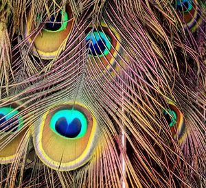 Close-up of peacock feathers