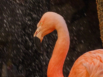 Close-up of a flamingo.