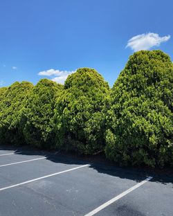 Empty road amidst trees against sky