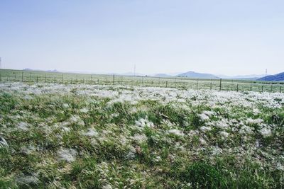 Scenic view of field against clear sky