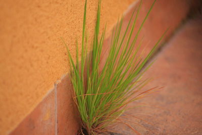 High angle view of potted plant on wall