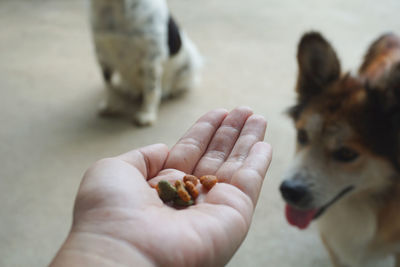 Human hand holding dog food and blured dog background