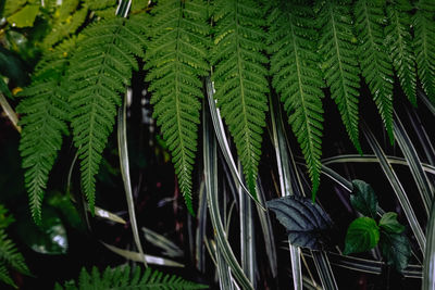 High angle view of fern amidst trees